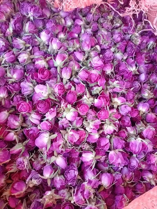 غنچه گل محمدی
